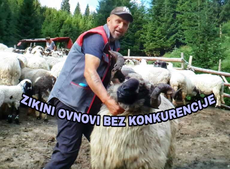 VIDEO-ZIKINE OVCE I OVNOVI BEZ KONKURENCIJE-ŽIVI ŽIVOT TRADICIONALNOG ISTINSKOG NOMADA
