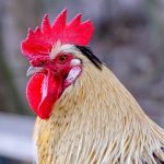 rooster-5887065_640