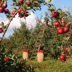 apples-1873078_640
