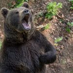 bear-3400641_640