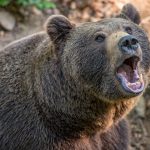 bear-3405945_640