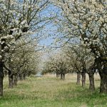 blossom-2193372_640
