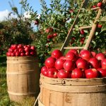 orchard-1872997_640