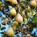 pear-5726303_640