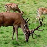 deer-4381666_640