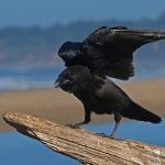 bird-414104_640