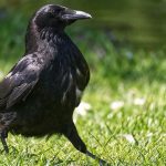 common-raven-4174069_640