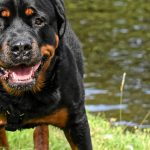 rottweiler-4781680_640