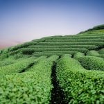 moc-chau-tea-hills-2094184_640