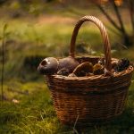 mushroom-4994622_640