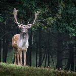 fallow-deer-984573_640