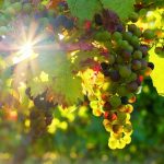 grapes-g297a145be_640