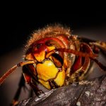 hornet-gd87f625b1_640