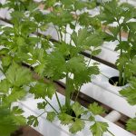 coriander-g592570aa0_640