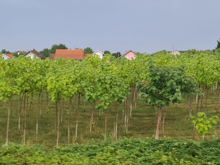 Hoće li plantaže paulovnije morati biti uklonjene do 2027.?