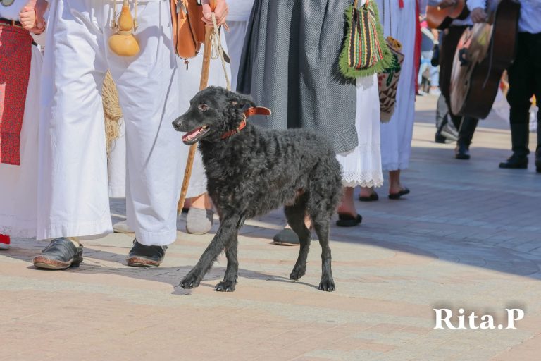 Hrvatski ovčar najstarija izvorna  pasmina prepoznata kao nematerijalno kulturno dobro Hrvatske