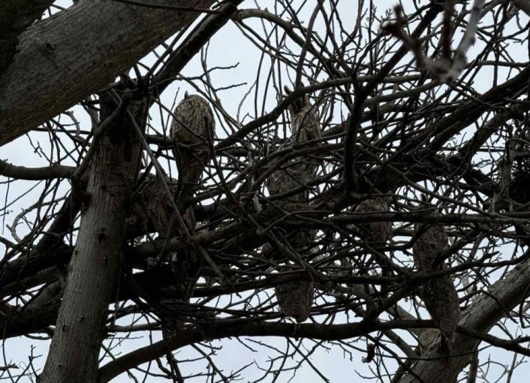 Čudo prirode u centru Starih Jankovaca: Deset malih ušara pronašlo dom na starom orahu